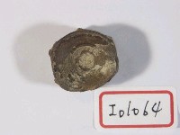 藏品(鯊魚脊椎骨化石)的圖片